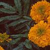 Tagetes 'Atlantis Orange', flowers