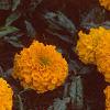Tagetes 'Atlantis Orange', flowers