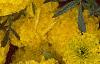Tagetes 'Atlantis Yellow', flowers