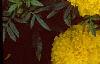 Tagetes 'Atlantis Yellow', flowers