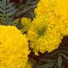 Tagetes 'Atlantis Yellow', flowers