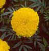 Tagetes 'Atlantis Yellow', flowers