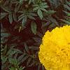 Tagetes 'Atlantis Yellow', flowers