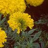Tagetes 'Atlantis Yellow', flowers