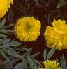 Tagetes 'Atlantis Yellow', flowers