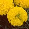 Tagetes 'Atlantis Yellow', flowers