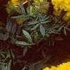 Tagetes 'Atlantis Yellow', flowers