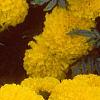 Tagetes 'Atlantis Yellow', flowers