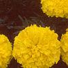 Tagetes 'Antigua Yellow', flowers