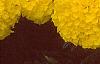 Tagetes 'Antigua Yellow', flowers