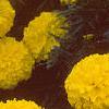 Tagetes 'Antigua Yellow', flowers