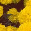 Tagetes 'Antigua Yellow', flowers