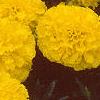 Tagetes 'Antigua Yellow', flowers