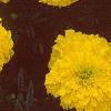 Tagetes 'Antigua Yellow', flowers