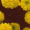 Tagetes 'Antigua Yellow', flowers