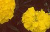 Tagetes 'Antigua Yellow', flowers