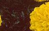 Tagetes 'Antigua Yellow', flowers