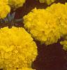 Tagetes 'Antigua Yellow', flowers