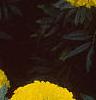 Tagetes 'Jubilee Diamond', flowers