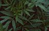 Tagetes 'Jubilee Diamond', flowers