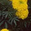 Tagetes 'Jubilee Diamond', flowers
