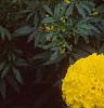 Tagetes 'Jubilee Diamond', flowers