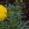 Tagetes 'Jubilee Diamond', flowers