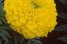Tagetes 'Jubilee Diamond', flowers