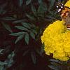 Tagetes 'Jubilee Diamond', flowers
