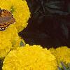 Tagetes 'Jubilee Diamond', flowers