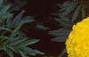 Tagetes 'Jubilee Diamond', flowers