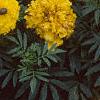 Tagetes 'Jubilee Diamond', flowers