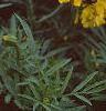 Tagetes 'Doubloon', flowers