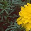 Tagetes 'Doubloon', flowers