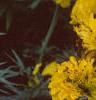 Tagetes 'Doubloon', flowers
