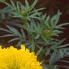 Tagetes 'Doubloon', flowers