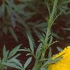 Tagetes 'Doubloon', flowers