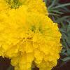 Tagetes 'Doubloon', flowers