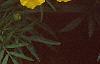 Tagetes 'Doubloon', flowers