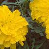 Tagetes 'Doubloon', flowers
