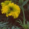 Tagetes 'Doubloon', flowers