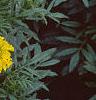 Tagetes 'First Lady', flowers