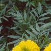 Tagetes 'First Lady', flowers
