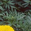 Tagetes 'First Lady', flowers