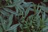 Tagetes 'First Lady', flowers