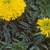 Tagetes 'First Lady', flowers