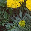 Tagetes 'First Lady', flowers