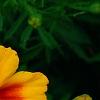 Tagetes 'Jaguar', flowers