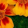 Tagetes 'Jaguar', flowers