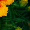 Tagetes 'Jaguar', flowers